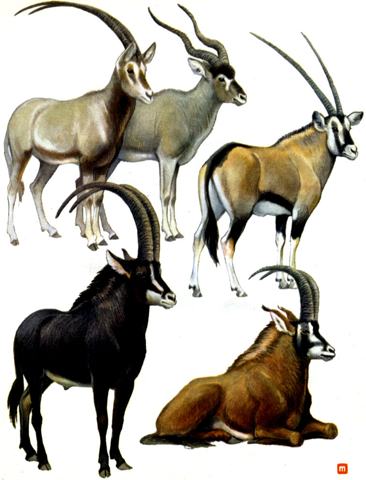 Таблица 47. Парнокопытные: 1 - саблерогая антилопа (Oryx dammah); 2 - аддакс (Addax nasomaculatus); 3 - орикс (Oryx gazella); 4 - черная антилопа (Hippotragus niger); 5 - лошадиная антилопа (H. equinus)
