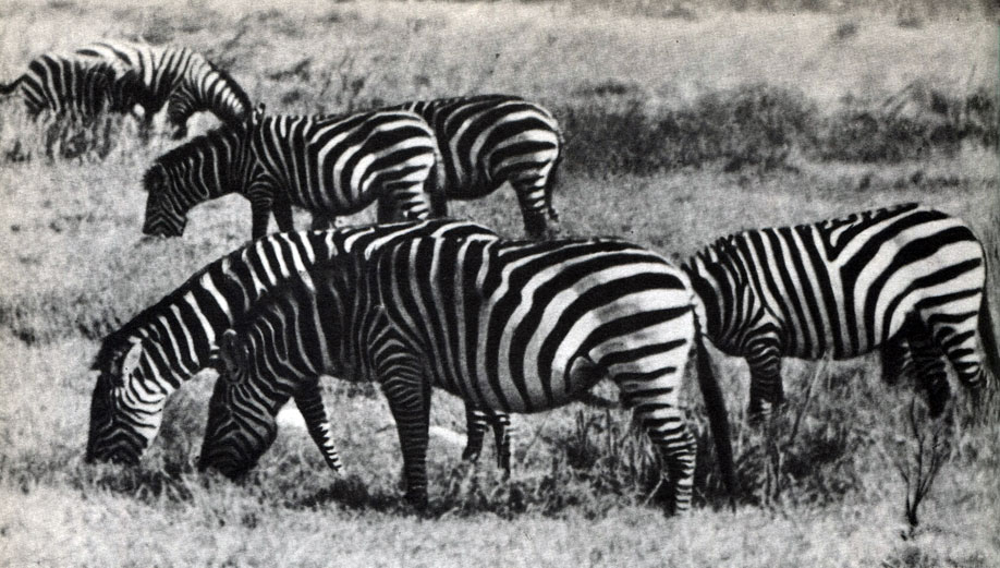 Таблица 48. Непарнокопытные. Саванные зебры (Equus burchelli), пасущиеся в кратере Нгоронгоро (Танзания)