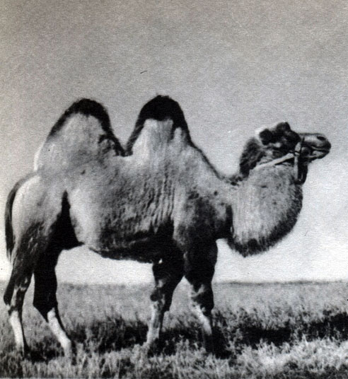 Таблица 49. Двугорбый верблюд (Camelus bactrianus)