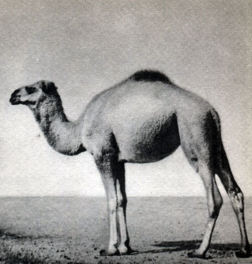 Таблица 49. Одногорбый верблюд (Camelus dromaderius)