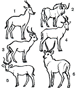 Таблица 50. Парнокопытные: 1 - топи (Damaliscus lunatus); 2 - белохвостый гну (Connochaetes gnou); 3 - суданский козел (Kobus megaceros); 4 - конгони (Alcelaphus buselaphus); 5 - болотный козел (Kobus kob); 6 - водяной козел (K. ellipsiprymnus)