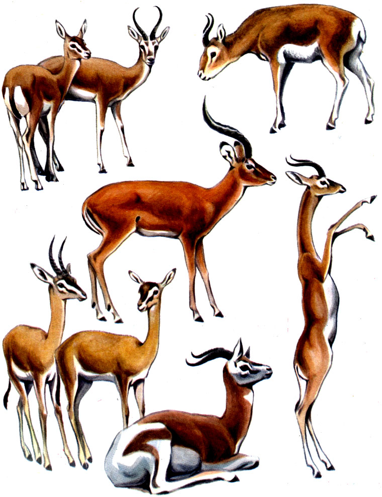 Таблица 51. Парнокопытные: 1 - джейран (Gazella subgutturosa); 2 - дзерен (Procapra gutturosa); 3 - импала (Aepyceros melampus); 4 - дибатаг (Ammodorcas clarkei); 5 - геренук (Litocranius walleri); 6 - газель-дама (Gazella dama)