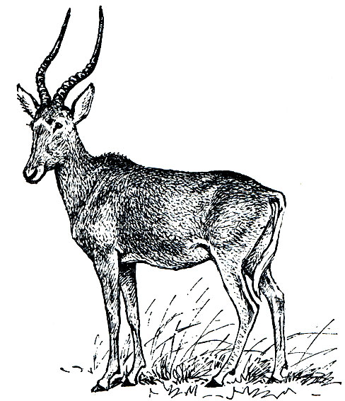 Рис. 246. Хирола (Damaliscus hunteri)