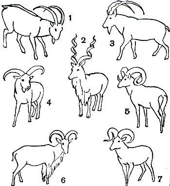  55. : 1 -   (Capra sibirica); 2 -   (C. falconeri); 3 -   (C. aegargus); 4 -   (C. cylindricornis); 5 -   (Ovis ammon); 6 -   (Ammotragus lervia); 7 -   (Ovis canadensis)