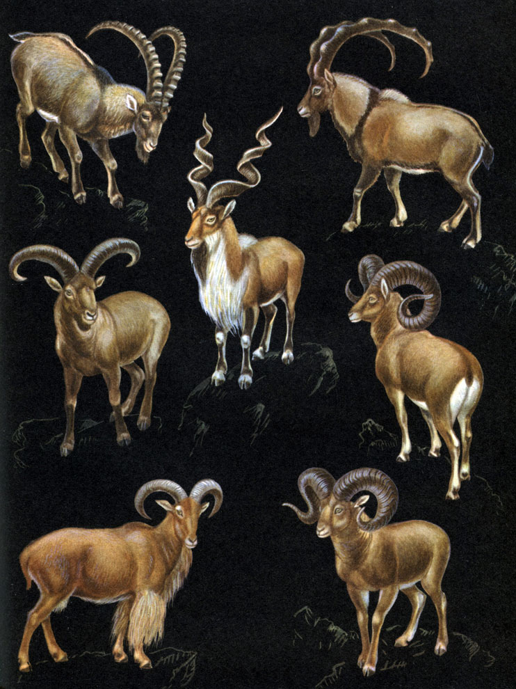 Таблица 55. Парнокопытные: 1 - сибирский козел (Capra sibirica); 2 - винторогий козел (C. falconeri); 3 - безоаровый козел (C. aegargus); 4 - дагестанский тур (C. cylindricornis); 5 - горный баран (Ovis ammon); 6 - гривистый баран (Ammotragus lervia); 7 - снежный баран (Ovis canadensis)
