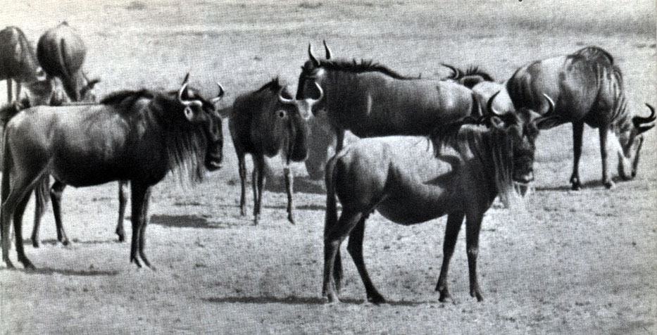 Подотряд Жвачные (Ruminantiа) [1971 - - Жизнь животных. Том 6.  Млекопитающие, или звери]