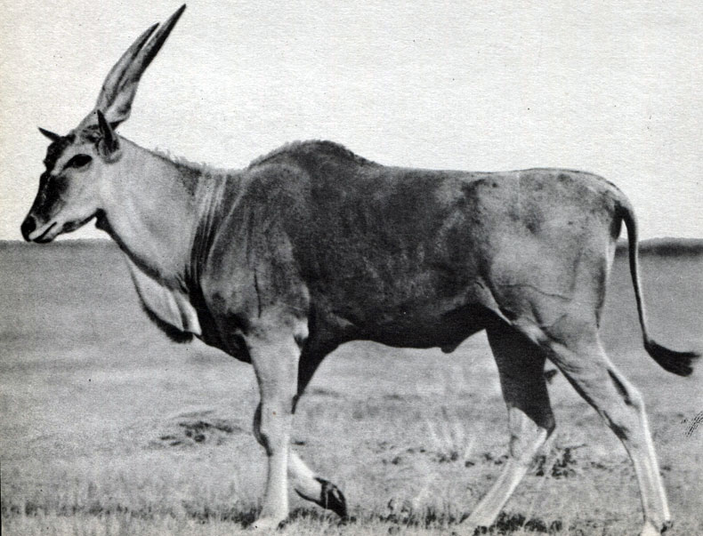Таблица 58 а. Парнокопытные. Канна (Taurotragus oryx)