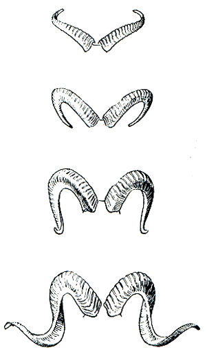 Рис. 257. Географическая изменчивость рогов горного барана (Ovis ammon) сверху вниз: закавказский баран (O. a. gmelini); эльбурсский баран (O. a. orientalis); туркменский баран (O. a. cycloceros); памирский архар (O. a. polii)