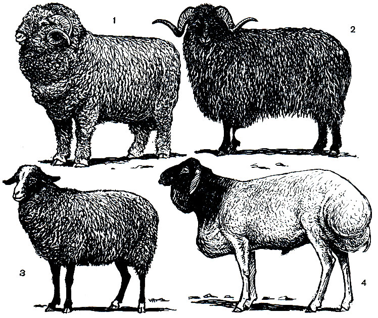 Рис. 259. Породы домашних овец: 1 - меринос; 2 - романовская; 3 - каракульская; 4 - сирийская курдючная