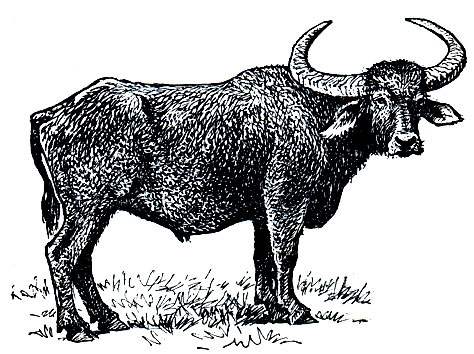 Рис. 261. Индийский буйвол (Bubalus arnee)