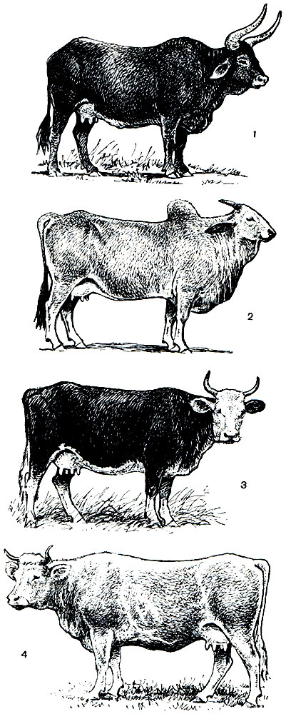Рис. 266. Породы домашних коров: 1 - ватусси; 2 - зебу; 3 - ярославская; 4 - симментальская