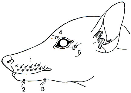 Рис. 267. Схема головы млекопитающего с полным набором пучков вибрисс: 1 - верхнечелюстной; 2 - подбородочный; 3 - межчелюстной (непарный); 4 - надглазничный; 5 - заглазничный