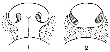 Рис. 270. Схема строения ноздрей стрепсириновых (1) и гаилориновых (2) приматов (обволошенность челюстей показана точками)