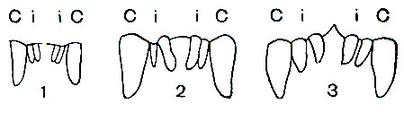 Рис. 271. Верхние клыки (с) и резцы (i) лемуров: 1 - потто (Perodicticus), 2 - толстый лори (Nycticebus), 3 - тонкий лори (Loris)