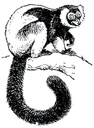 Рис. 274. Лемур вари (Lemur variegatus)
