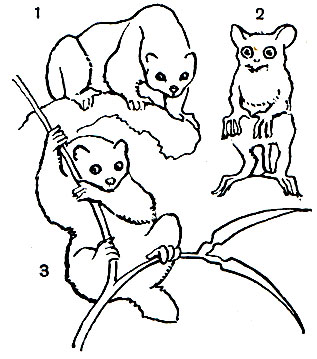 Таблица 61. Полуобезьяны: 1 - медленный лори (Nycticebus tardigradus); 2 - долгопят-привидение (Tarsius spectrum); 3 - обыкновенный потто (Perodicticus potto)