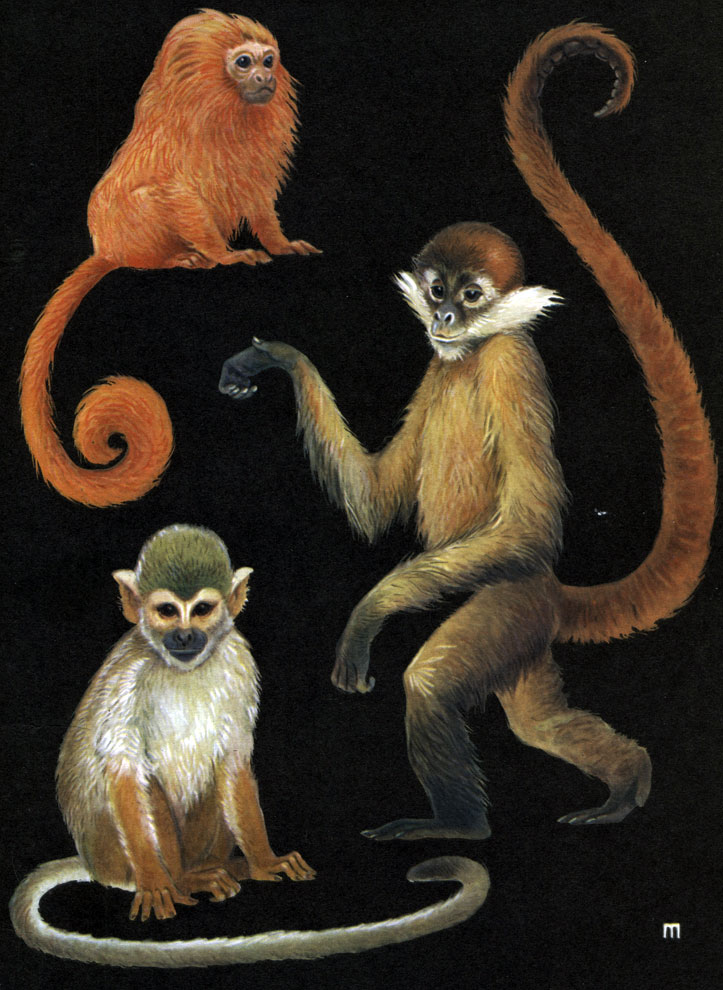 Таблица 62. Широконосые обезьяны: 1 - розалия (Leontideus rosalia); 2 - коата (Ateles geoffroyi); 3 - саймири (Saimiri sciureus)
