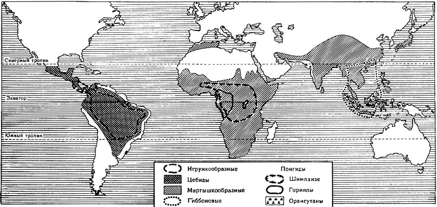 Карта 12. Распространение обезьян