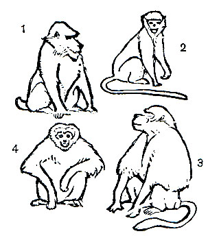 Таблица 63. Узконосые обезьяны: 1 - мандрил (Mandrillus sphinx); 2 - мартышка диана (Cercopithecus diana); 3 - гелада (Theropithecus gelada); 4 - гиббон (Hylobates agilis)