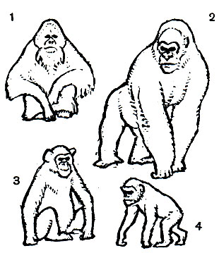 Таблица 64. Человекообразные обезьяны: 1 - обыкновенный орангутан (Pongo pygmaeus); 2 - горилла (Gorilla gorilla); 3 - шимпанзе (Pan troglodytes); 4 - шимпанзе бонобо (P. paniscus)