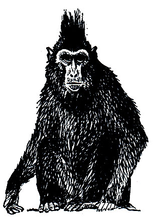 Рис. 282. Сулавесский хохлатый павиаа (Cynopithecus niger)