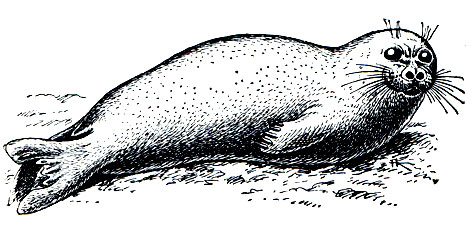 Рис. 211. Морской заяц, или лахтак (Erignathus barbatus)