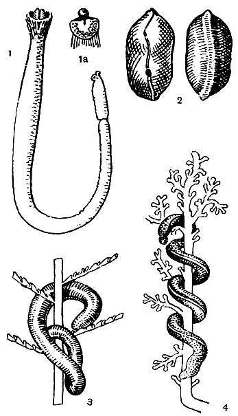 Рис. 1. 1 - хэтодерма (Chaetoderma nitidulum), 1а - головной конец, вид со спинной стороны (увеличено); 2 - неоменин (Neomenia), вид с брюшной стороны (слева) и со спинной стороны (справа); 3, 4 - беспанцирные моллюски, живущие на колониях гидроидных полипов; 3 - ропаломения (Rhopalomenia aglaopheniae); 4 - мизомения (Myzomenia)