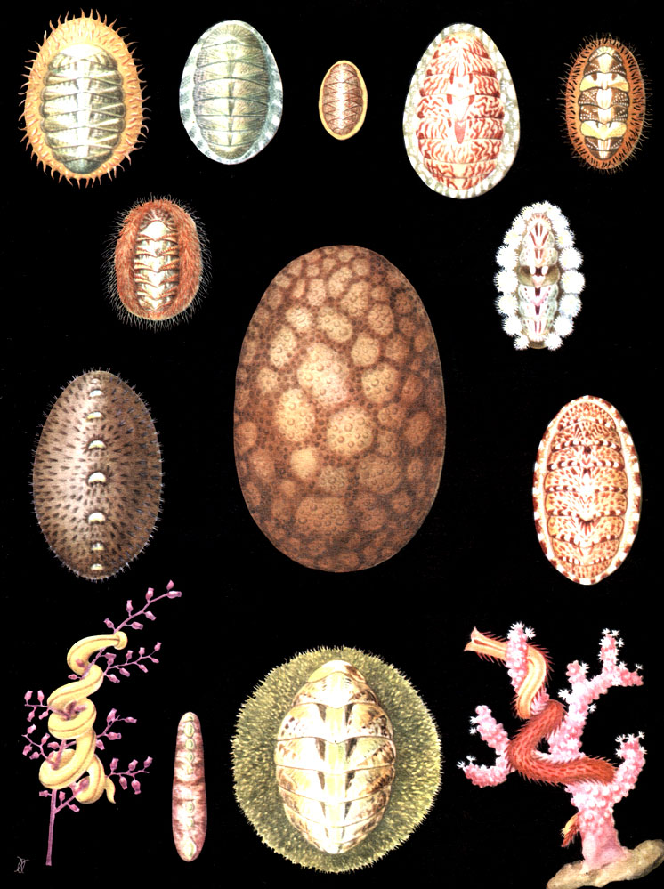 Таблица 1. Парцирные (1-12 и бороздчатобрюхие (13-14) моллюски: 1	— Placiphorella stimpsoni: 2 — Ischnochiton hasodadensis; 3 — Lepidochiton aleuticus; 4 — Tonicella granulata; 5	 — Mopalia middendorffii; 6	— Mopalia schrenkii; 7 — Aeanthochiton rubrolineatus; 8	— Placiphorella uschacovi; 9	— Cryptochiton stelleri; 10	 — Tonicella marmorea; 11	— Cryptoplax japonica; 12	— Mopalia seta; 13	— Nematomenia flavens; 14	— Echinomenia corallophila