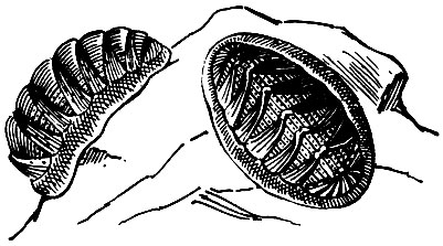 Рис. 4. Изящный хитон (Chiton elegans)