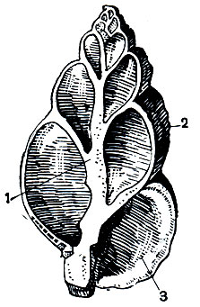 Рис. 5. Вертикальный распил раковины улитки Buccinum undatum. Виден осевой столбик (1), обороты завитка раковины (2) и ее наружное отверстие - устье (3)