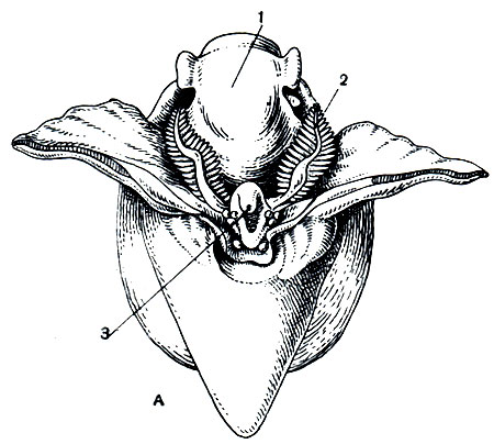 Рис. 6. Расположение важнейших органов в теле переднежаберных моллюсков. А - двупредсердная пунктурелла (Puncturella noachina): 1 - голова; 2 - ктенидий; 3 - анальное отверстие