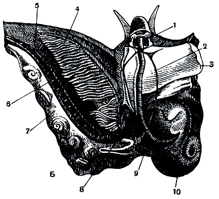 Рис. 6а. Расположение важнейших органов в теле переднежаберных моллюсков. Б - однопредсердная лужанка (Viviparus viviparus): 1 - церебральные ганглии; 2 - нервный тяж; 3 - раковинный мускул; 4 - ктенидий; 5 - мочеточник; 6 - задняя кишка; 7 - выводковая сумка (матка) с эмбрионами; 8 - сердце; 9 - передняя кишка; 10 - печень