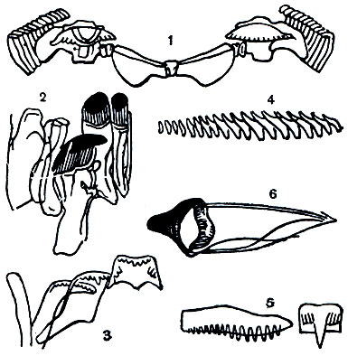 Рис. 7. Различные формы радулы у переднежаберных улиток: 1 - Neritina - один поперечный ряд зубцов радулы; 2 - Patella - левая половина одного ряда зубцов; 3 - Bithynia - средний зубец и левая половина ряда; 4 - Scalaria - средний зубец и правая половина ряда; 5 - Mitra - средний зуб и левый боковой зубец; 6 - Conus - один зубец радулы