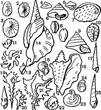Таблица 2. Брюхоногие моллюски: 1 - Fissurella graeca; 2 - Acmaea cassis; 3 - блюдечко (Patella granulans); 4 - Acmaea testudinalis; 5 - Margarita; 6 - Perotrochus (Pleurotomaria) hirasei; 7 - морское ушко (Haliotis tuberculata); 8 - Gypraea caurica; 9 - Tectus maximus; 10 - Cypraea tigris; 11 - Nerita spinosa; 12	-	Delphinula rugosa; 13	-	Purpura lapillus; 14	-	Vharonia tritonis; 15 - Natica vitellus; 16 - Strombus gigas; 17 - Turitella terebra cerea; 18 - Girsotrema perpexum; 19 - Murex ternispina; 20 - Murex scarpio; 21 - Murex saxatilis; 22 - Distarsio (Murex) anus; 23 - Galerita hungarica; 24 - Grepidula grandis; 25 - Terebra subulata