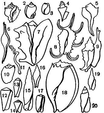 Таблица 3. Брюхоногие моллюски: 1 - Rapana thomasiana; 2 - Phalium strigatum; 3 - Bulla lignaria; 4 - Thatcheria mirabilis; 5 - Pyrula pernessa; 6 - Valva valva; 7 - Cassis cornuta; 8 - Pterocera rugosa; 9 - Strombus auris-dianae; 10 - Harpa ventricosa; 11 - Siliquaria cumingi; 12 - Конус (Gonus marmoreus); 13 - Dorioconus aulicus; 14 - Conus ebraeus; 15 - Mitra episcopalis; 16 - Mitra cruentata; 17 - Oliva mustelina; 18 - Gymbium (Voluta) amporus; 19 - Tiara praestantissima; 20 - Mitra strictica