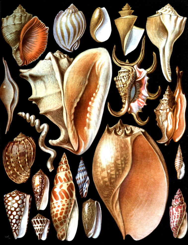 Таблица 3. Брюхоногие моллюски: 1 - Rapana thomasiana; 2 - Phalium strigatum; 3 - Bulla lignaria; 4 - Thatcheria mirabilis; 5 - Pyrula pernessa; 6 - Valva valva; 7 - Cassis cornuta; 8 - Pterocera rugosa; 9 - Strombus auris-dianae; 10 - Harpa ventricosa; 11 - Siliquaria cumingi; 12 - Конус (Gonus marmoreus); 13 - Dorioconus aulicus; 14 - Conus ebraeus; 15 - Mitra episcopalis; 16 - Mitra cruentata; 17 - Oliva mustelina; 18 - Gymbium (Voluta) amporus; 19 - Tiara praestantissima; 20 - Mitra strictica