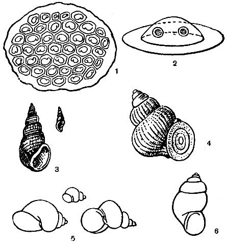 Рис. 13. 1 - кладка яиц Littorina obtusata; 2 - свободноплавающая яйцевая капсула Littorina littorea; 3 - Rissoa costata (справа - в натуральную величину, слева - увеличена); 4 - гидробия (Hydrobia steini); 5 - байкальские улитки из семейства Hydrobidae (слева - Kobeltocochlea maxima, высота раковины - 17-21 мм, вверху и внизу - Benedictia fragilis, высота раковины - 40-50 мм); 6 - битиния (Bithynia leachi)