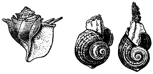 Рис. 18. Слева - тифобия (Tiphobia horei); справа - две последовательные фазы откладки икры ампулярией (Ampullaria gigas)