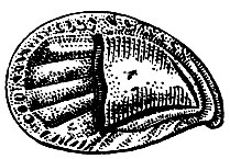 Рис. 19. Крепидула (Crepidula farnicata) - вид раковины снизу