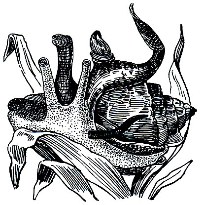 Рис. 26. Стромбус (Strombus lentiginosis)