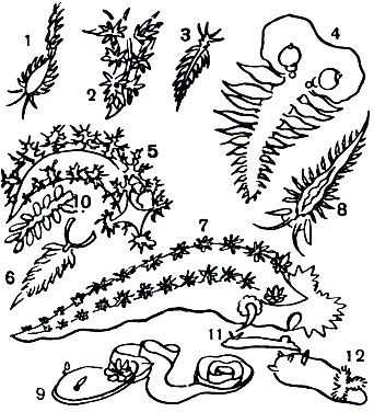Таблица 4. Голожаберные моллюски: 1 - Corypheiia rufibrancnialis; 2 - Hermissenda crassicornis; 3 - Eubranchus (Galvina) flava; 4 - Tethys fimbria; 5 - Denbronotys arborescens; 6 - Hermaenia macylosa; 7 - Tritonia hombergi; 8 - Berghia coerulescens; 9 - Doris pilosa с кладкой; 10 - Doto coronatoa; 11 - Chromodoris coerulea; 12 - Triopha carpenter