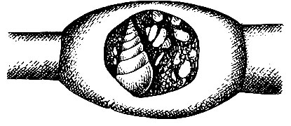 Рис. 31. Глубоководный паразитический моллюск меланелла пещерная (Melanella troglodytes) в теле морского ежа. Рядом с раковиной моллюска видны кучки яиц меланеллы
