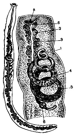 Рис. 35. Паразитическая улитка Entoconcha mirabilis в полости тела голотурии Lapidoplax digitata: слева - общий вид голотурии с паразитом; справа - средняя часть тела голотурии с паразитом (при сильном увеличении). 1 - стенка тела голотурии; 2 - кишка голотурии с идущими вдоль нее спинным (а) и брюшным (б) кровеносными каналами; 3 - кнопкообразно вздутый передний конец тела паразита; 4 - туловище паразита с просвечивающими половыми органами; 5 - выводковая камера; 6 - семенной пузырек