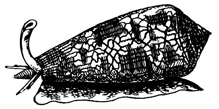 Рис. 41. Конус (Conus textilis)