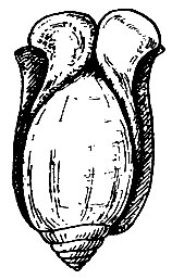 Рис. 42. Актеон (Actaeon tornatilis), вид со спинной стороны
