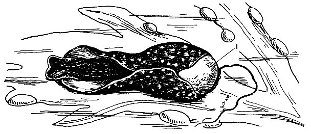 Рис. 43. Ацера (Acera bullata) в спокойном положении на водоросли: боковые лопасти ноги завернуты на раковину (1)