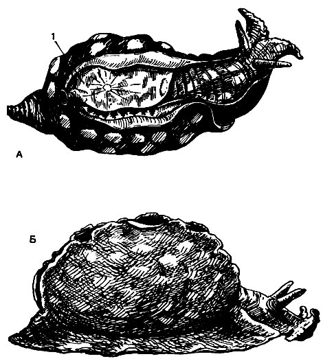 Рис. 44. Морской заяц, или аплизия (Aplysia depilans): А - вид сверху; 1 - раковина; Б - вид сбоку
