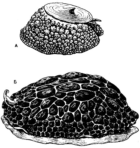 Рис. 46. А - улитка зонтик (Umbrella mediterranea); Б - плевробранхус (Pleurobranchus testudinalis)