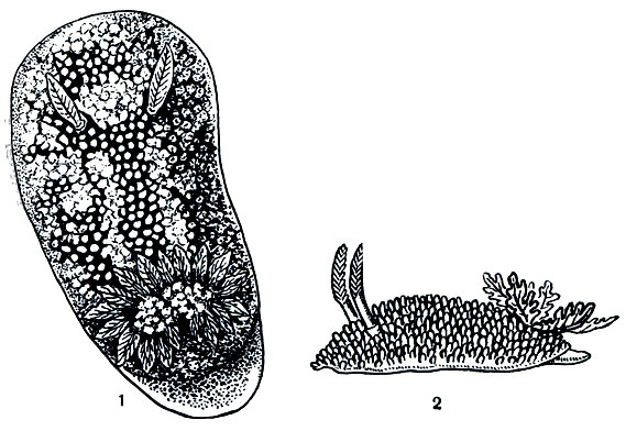 Рис. 47. 1 - дорис (Doris verrucosa); 2 - акантодорис (Acanthodoris pillosa), вид сбоку