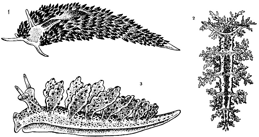 Рис. 48. 1 - эолис (Aeolis papillosa); 2 - дендронотус (Dendronotus frontosus); 3 - идулия (Idulia coronata)